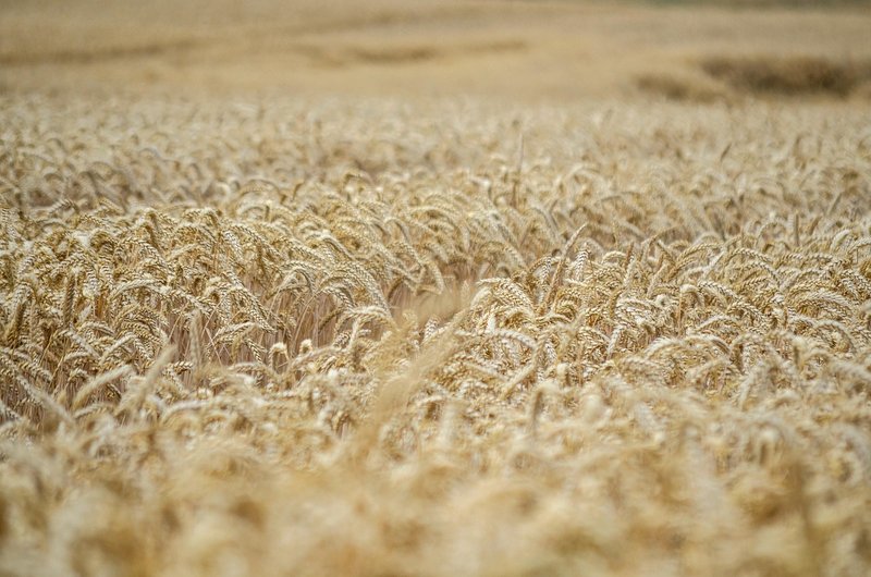 USDA raises US corn yield to 181.2 bushels, record soybeans; corn prices slide