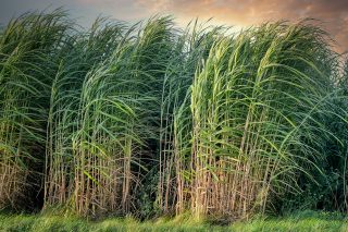 USDA sees India's sugar output falling 14% to 29.5 million tonnes in 2026-27