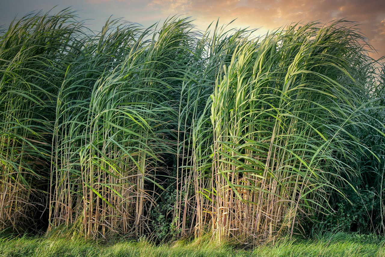 Representative image: sugarcane harvest field