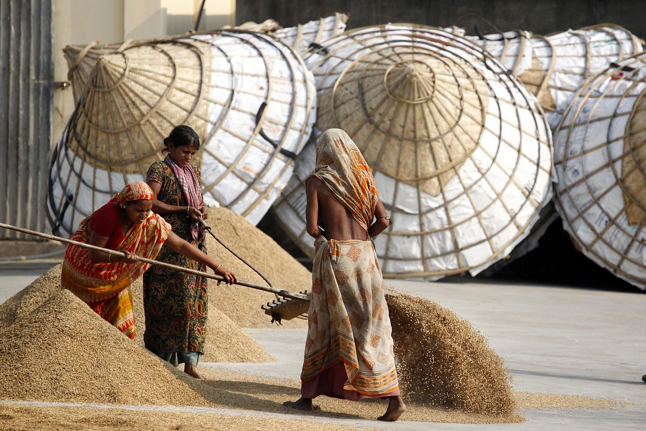 Representative image: paddy grain heap