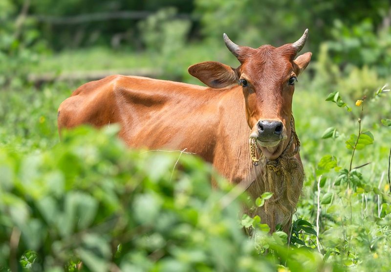Vasu Baras 2026: Govatsa Dwadashi cow puja is on Thursday, November 5