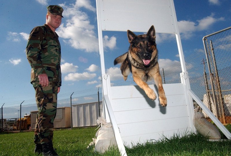 Warhound raises $200 million to gene-edit and clone military dogs