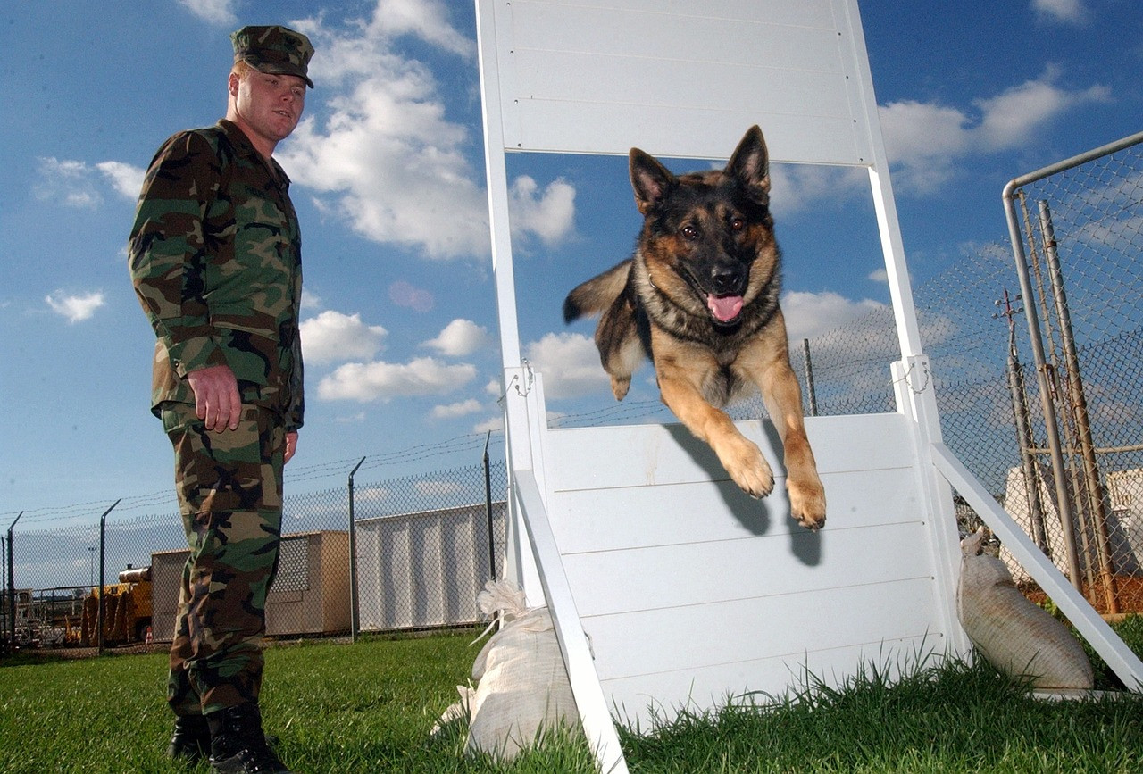 Representative image: military working dog