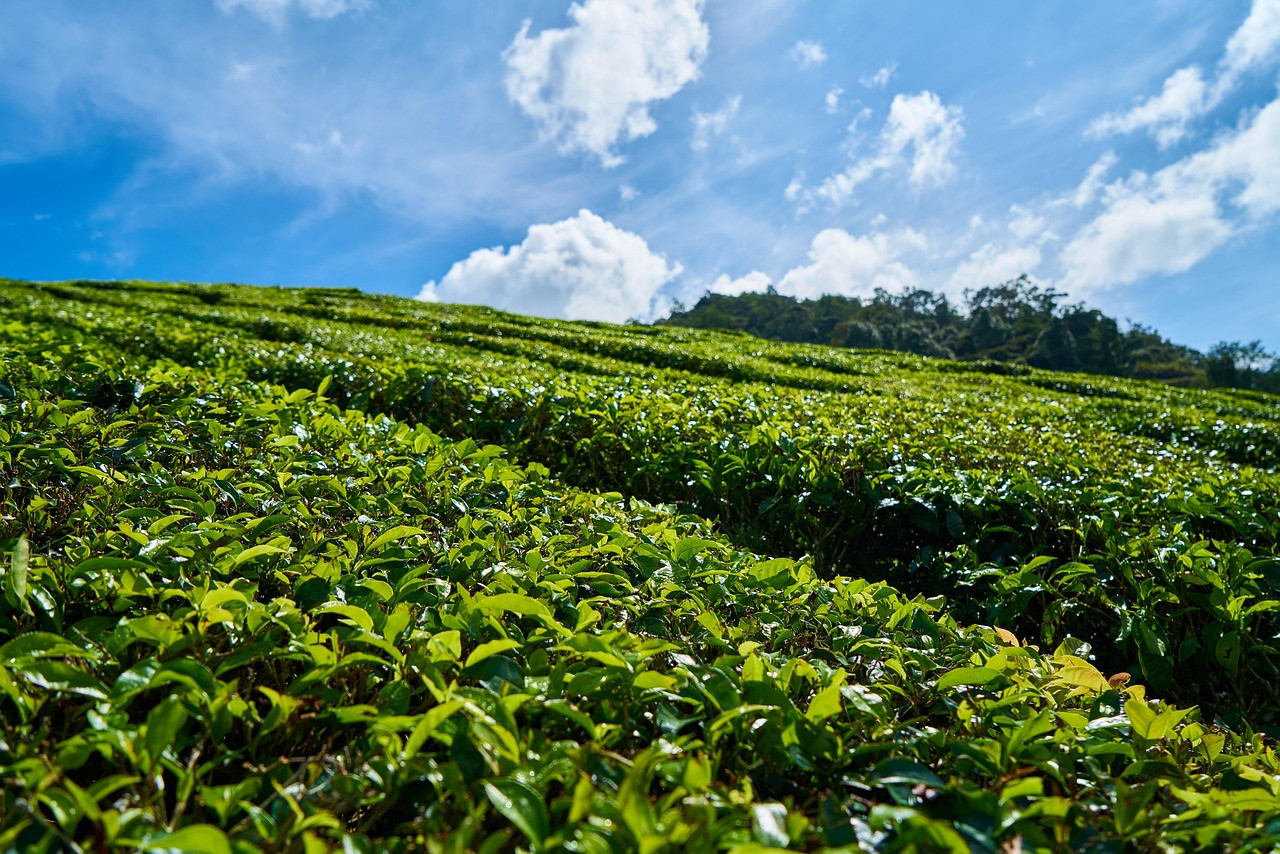 Representative image: tea garden hills