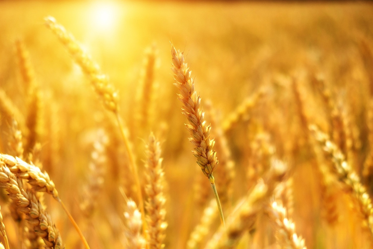 Representative image: golden wheat field harvest