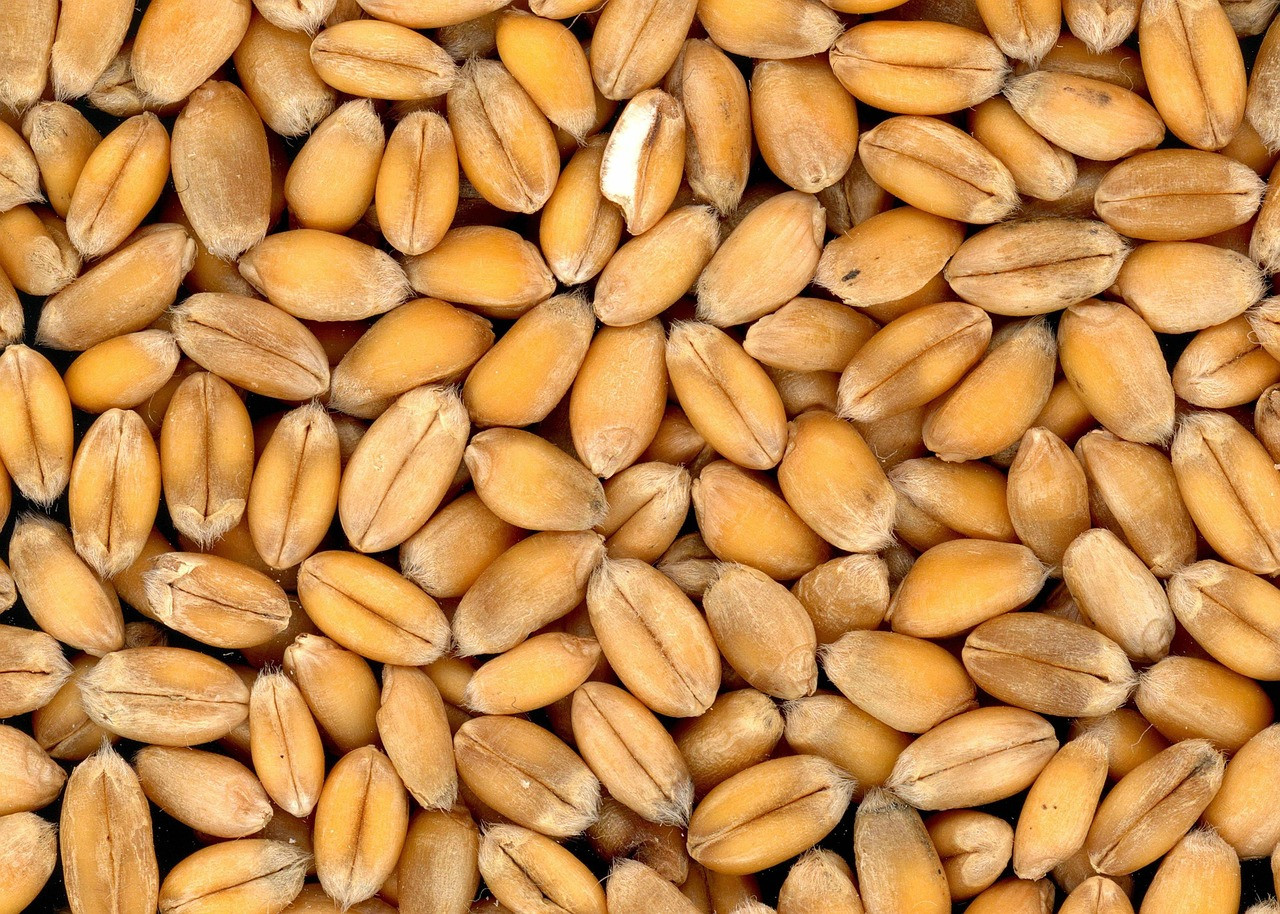 Representative image: wheat seeds in hand