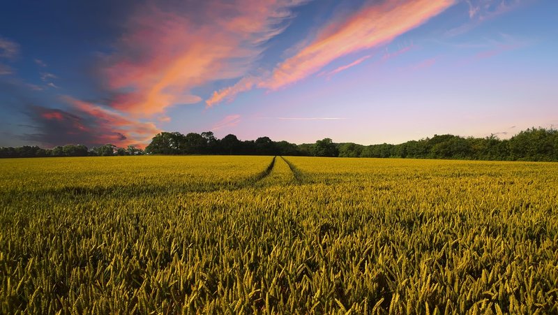 Wheat sowing lags at 11,000 hectares as weak monsoon slows rabi season